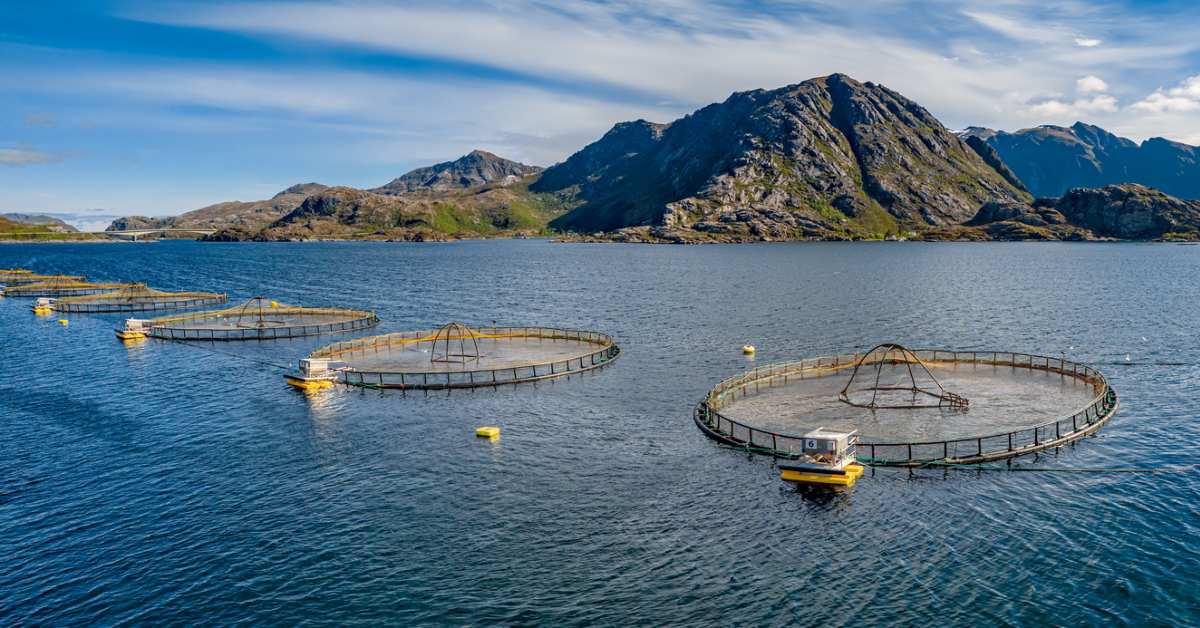 Salmon Ocean Farming Industry