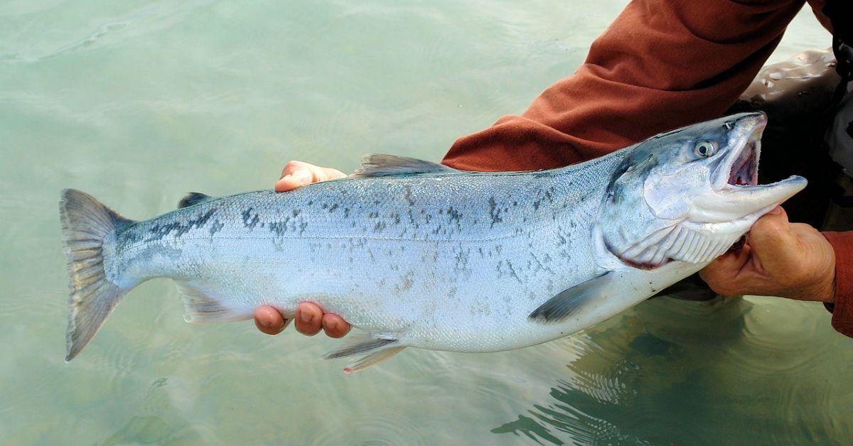 wild salmon facts
