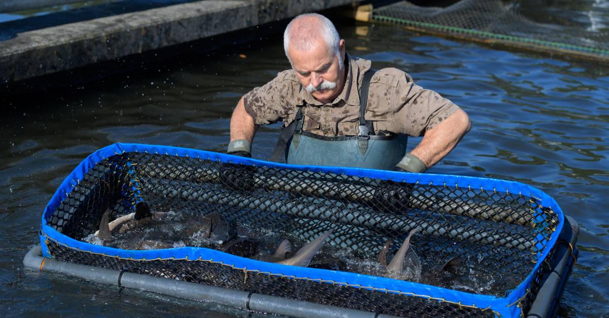 Salmon Aquaculture: The Sustainable Solution