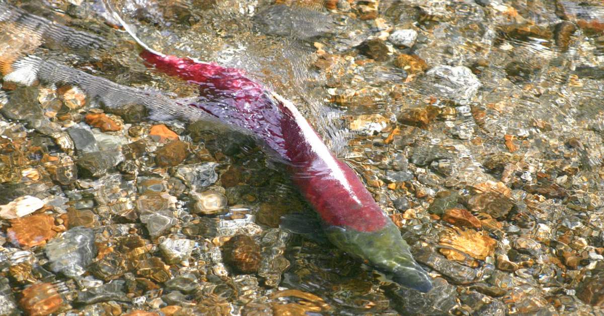 salmon spawning in Alaska