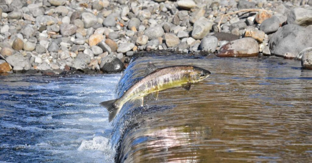 resource for salmon facts - a complete guide