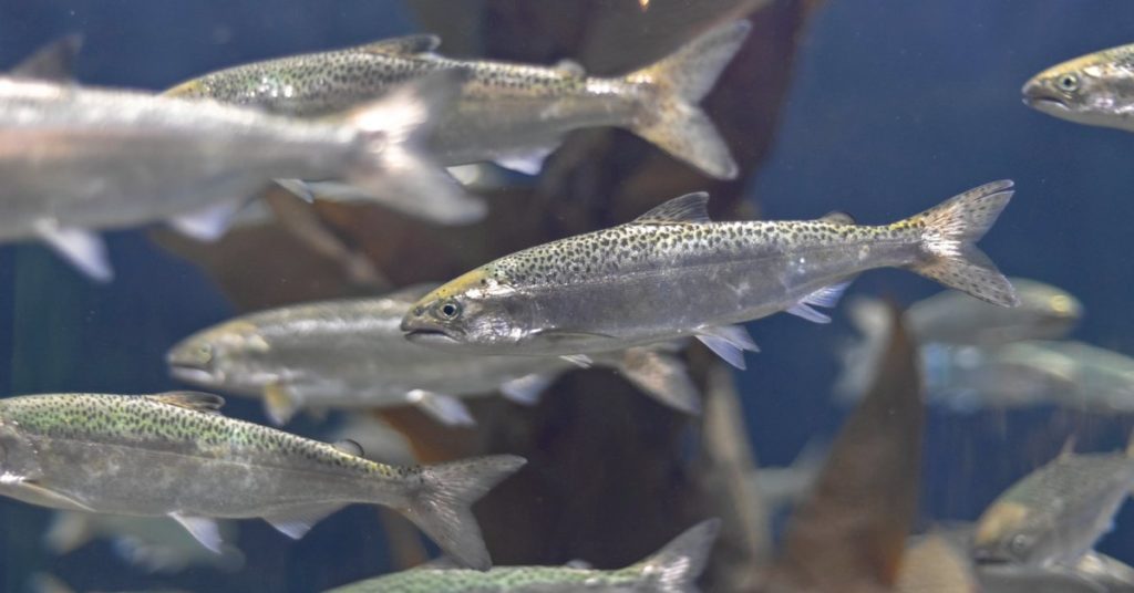 young salmon swimming