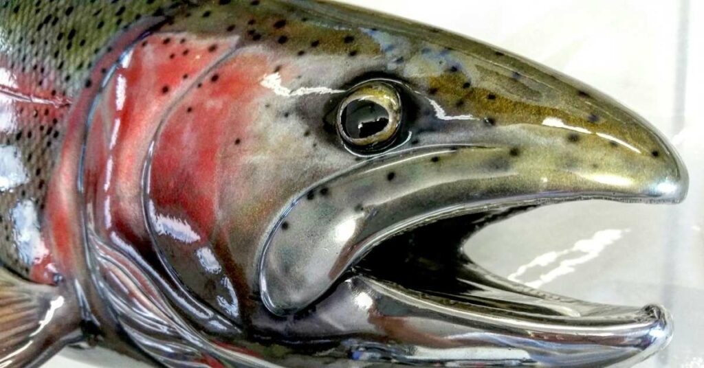 steelhead salmon