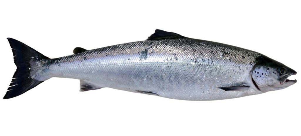 baltic salmon