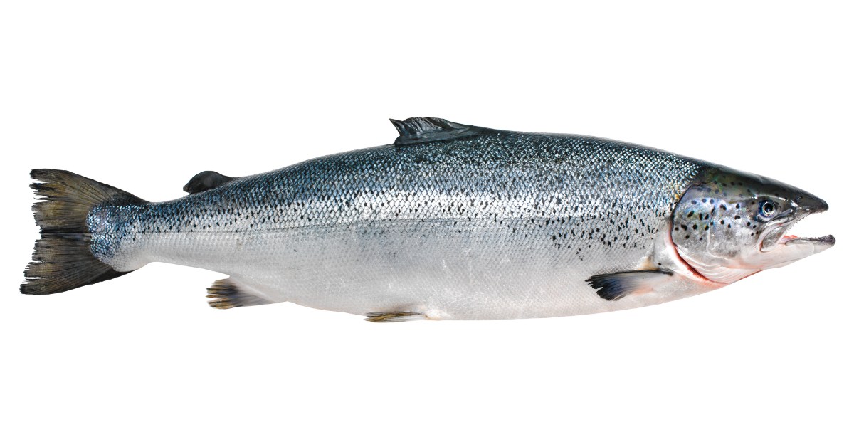 best salmon lures