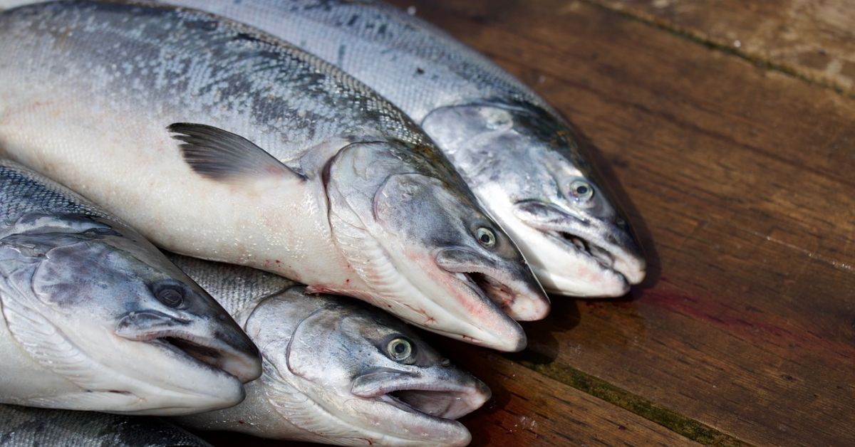 Health Benefits Of Eating Wild Salmon