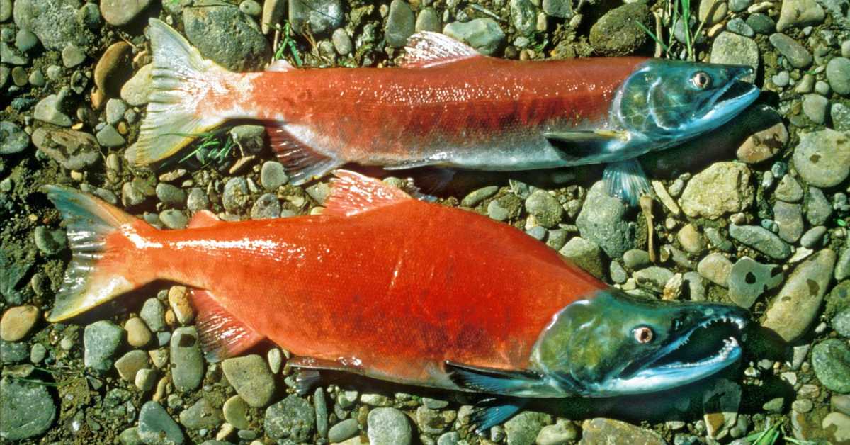Sockeye Salmon Versus Atlantic Salmon