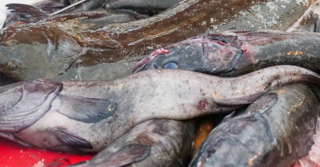 Salmon vs Cod sustainability