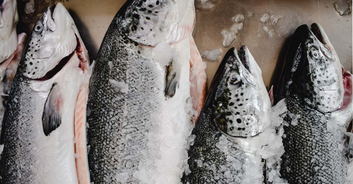 Norwegian Salmon vs Atlantic Salmon